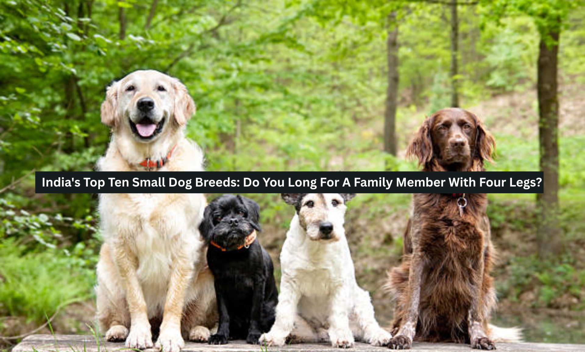Small Dog Breeds