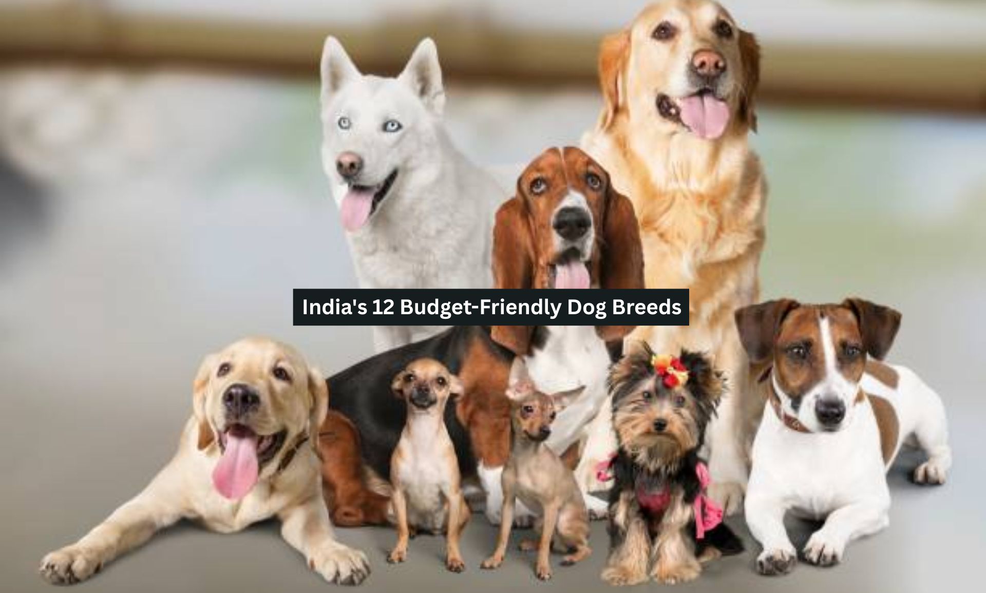 India’s 12 Budget-Friendly Dog Breeds