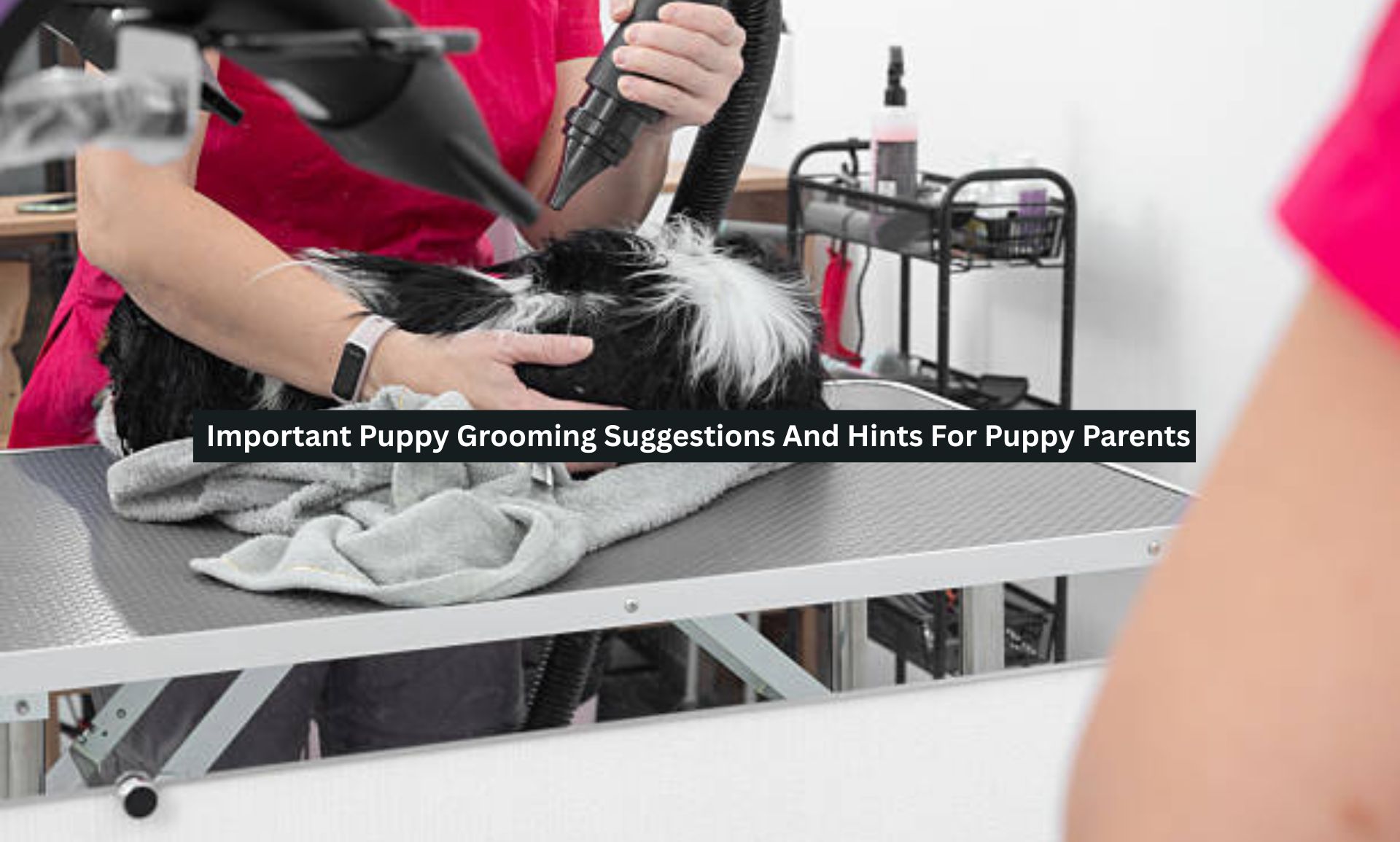 Puppy Grooming