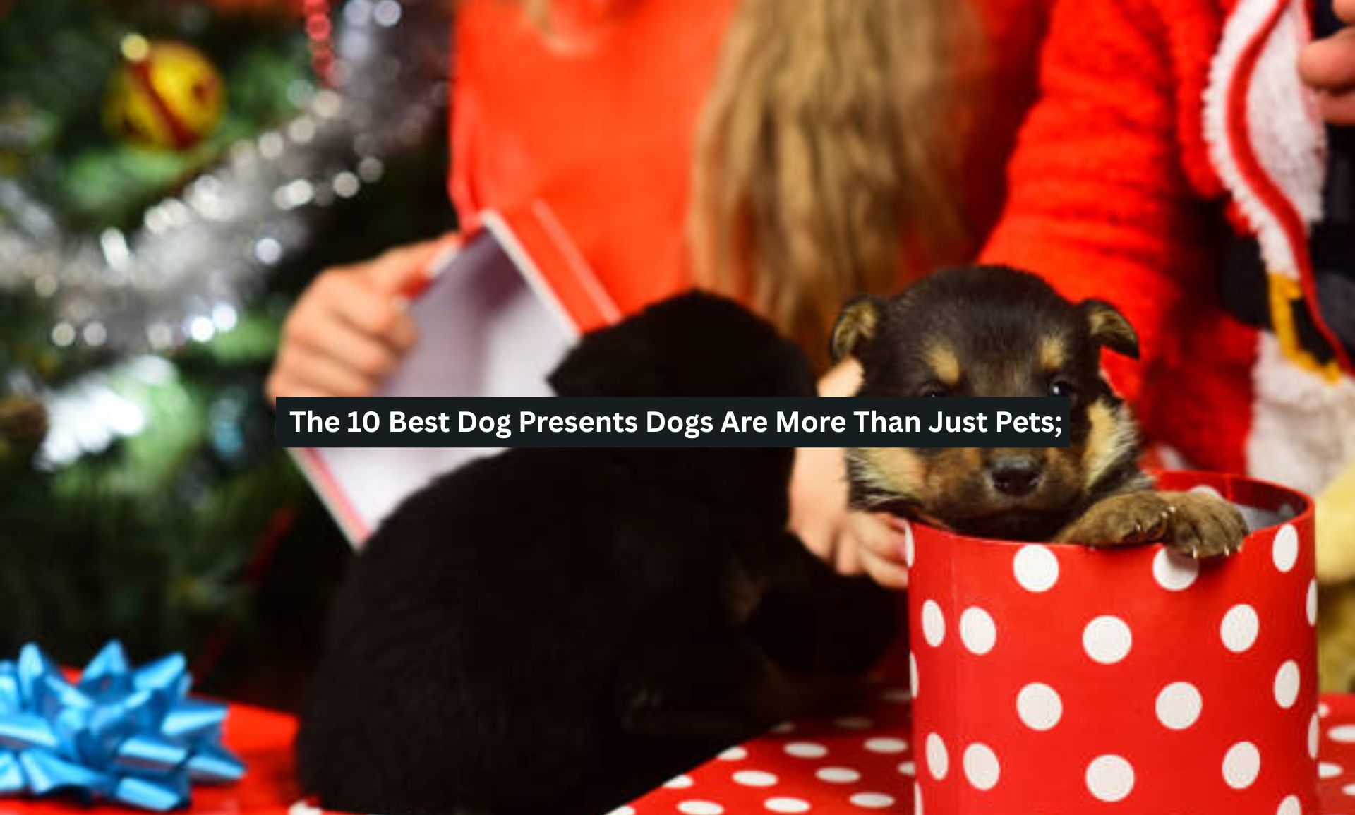 The 10 Best Dog Presents Dogs Are More Than Just Pets