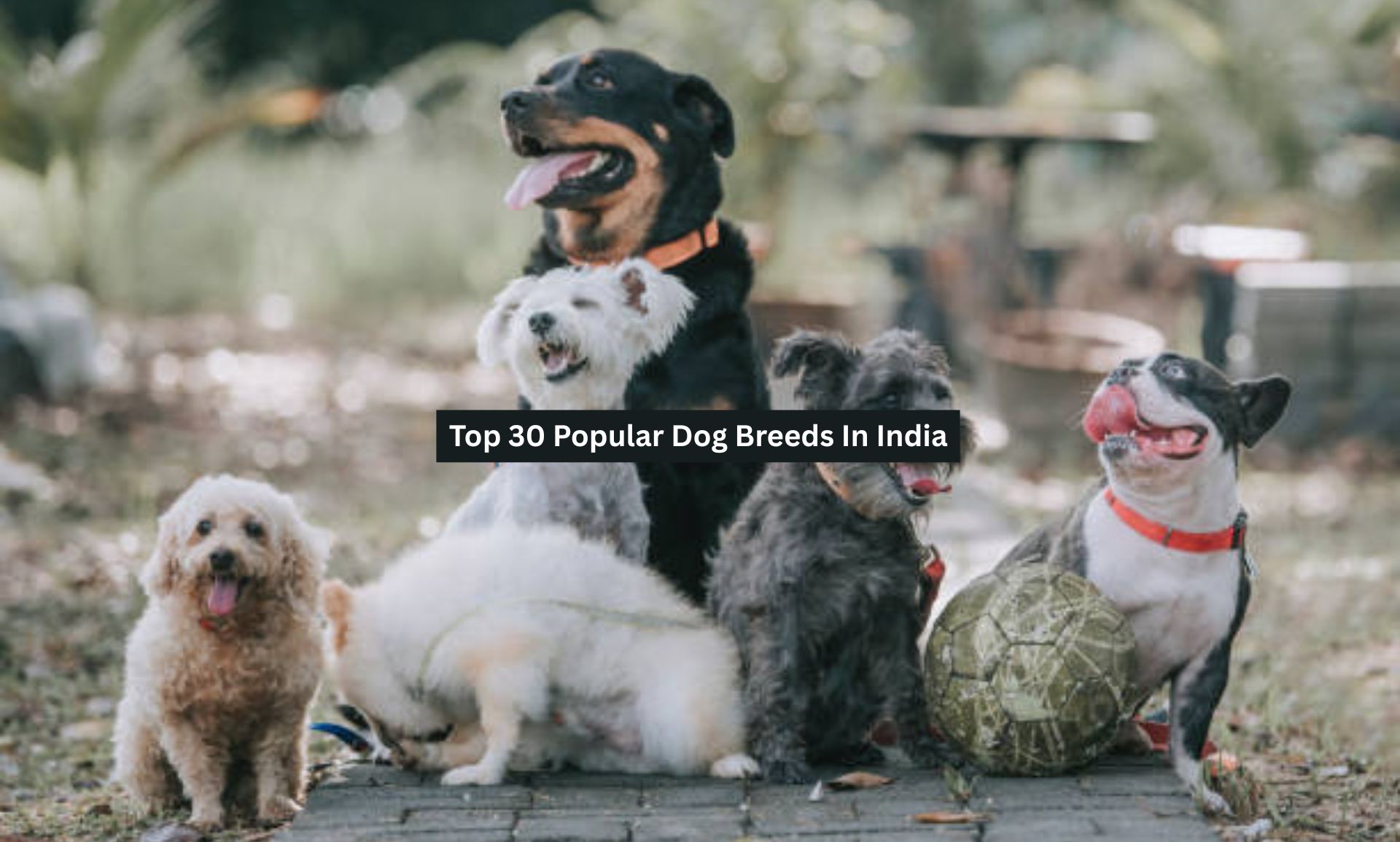 Top 30 Popular Dog Breeds In India