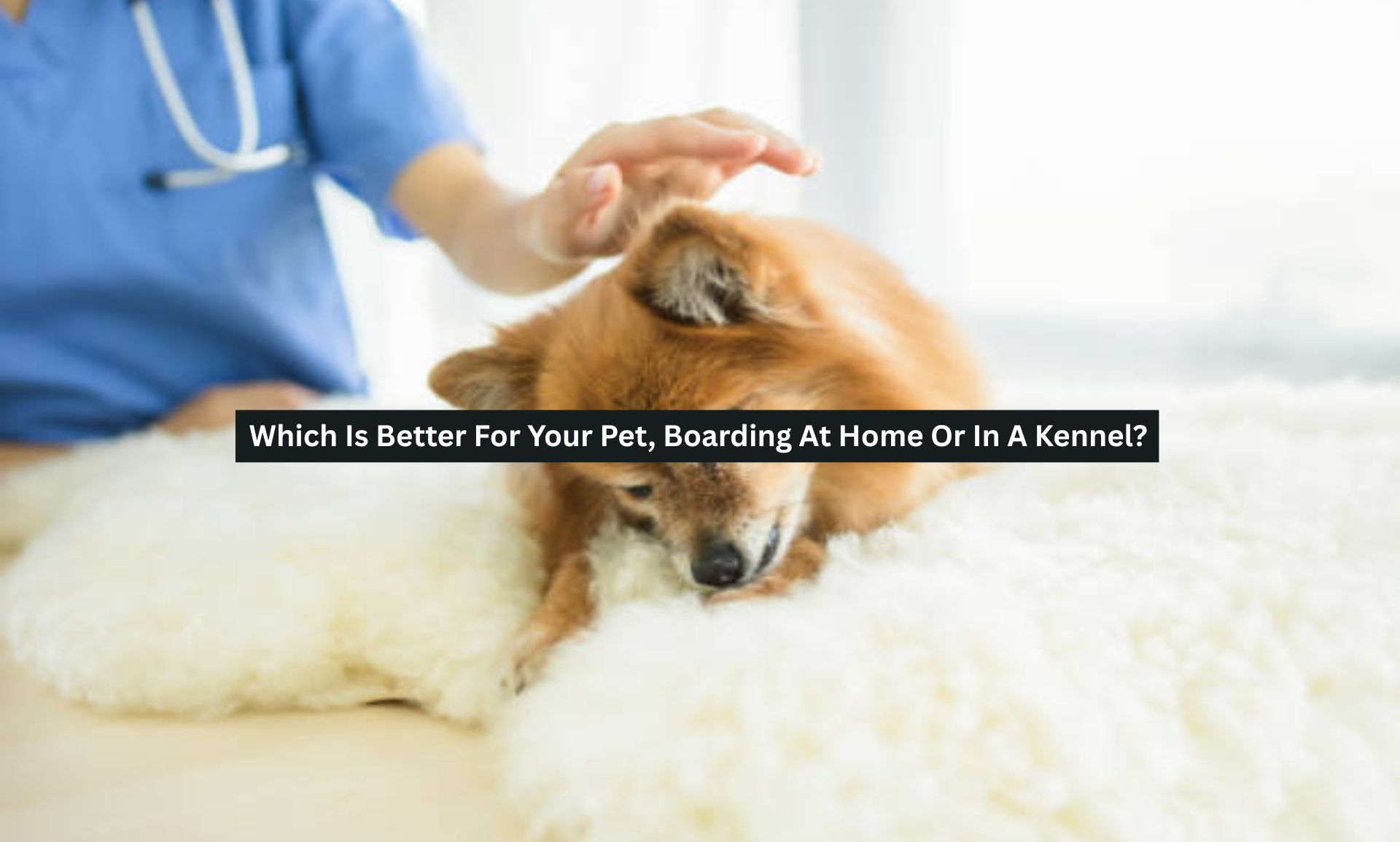 Which Is Better For Your Pet, Boarding At Home Or In A Kennel?