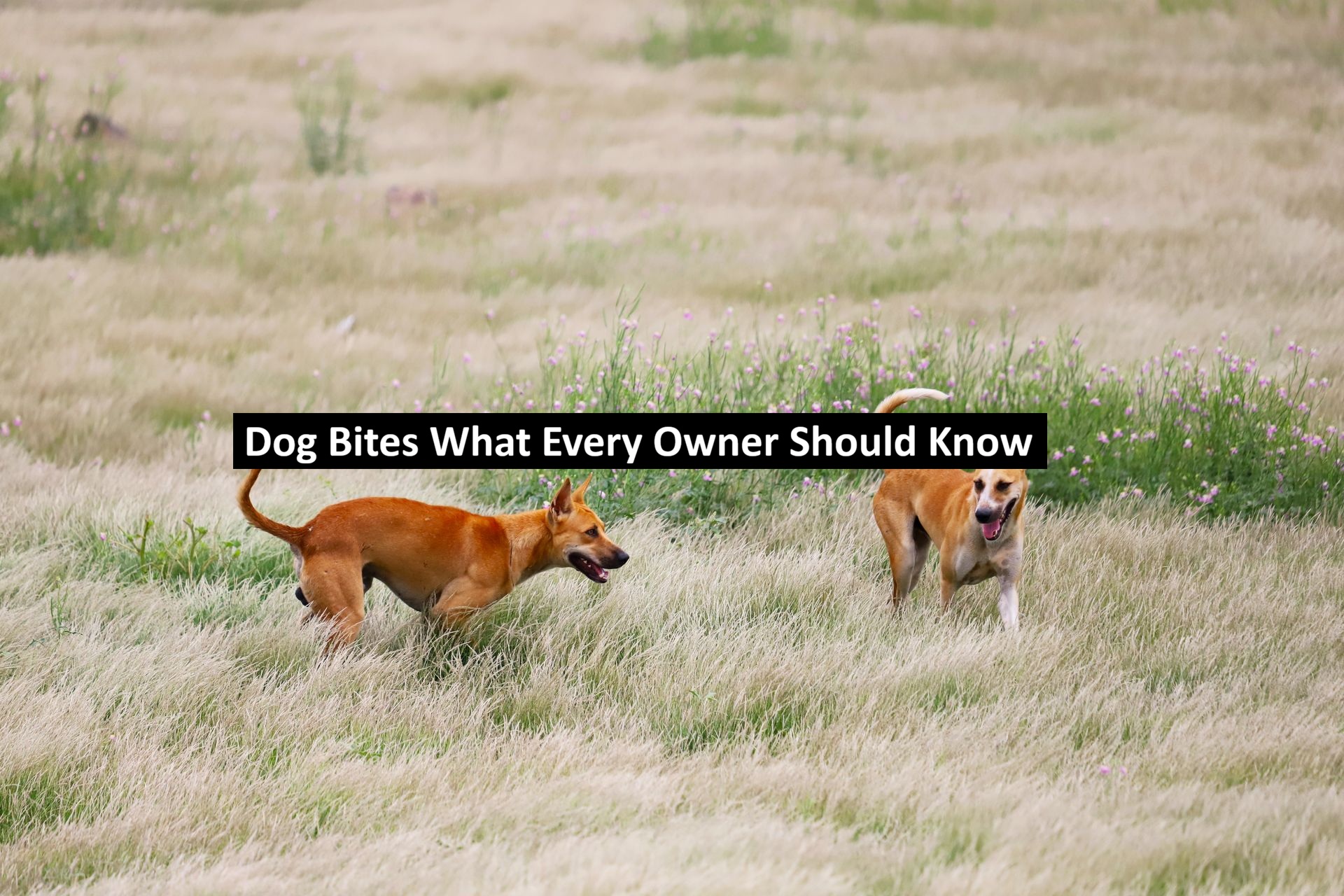 Dog Bites What Every Owner Should Know