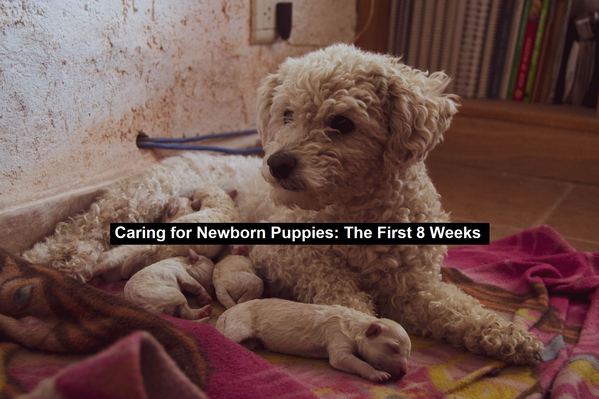 Caring for Newborn Puppies